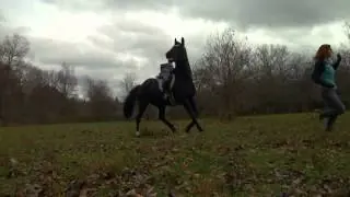 Video-Vorschaubild · Rise of the Animals